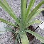 Agave sisalana Leaf