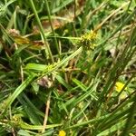 Carex demissa ശീലം