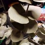 Eucalyptus pulverulenta Folha