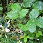 Rubus bartonii