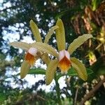 Cattleya forbesii Flower