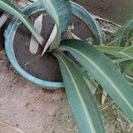 Hippeastrum reticulatum Leaf