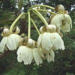 Sloanea ramiflora ഫലം