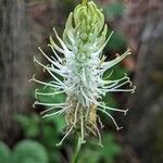 Phyteuma spicatum Flower