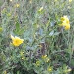 Jasminum odoratissimum Leaf