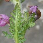 Pedicularis mixta Leaf