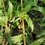 Scutellaria baicalensis 樹皮