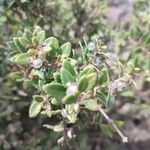 Rubia fruticosa Fruto