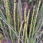 Equisetum giganteum Кара