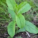 Hieracium scabrum Hoja