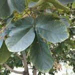 Sterculia apetala Leaf