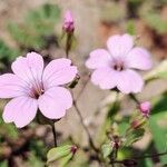 Gypsophila vaccaria ᱵᱟᱦᱟ