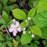 Rubus ulmifolius Habit