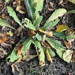 Primula bulleyana Fulla