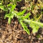 Nidorella aegyptiaca Hostoa