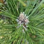 Pinus nigra Beste bat