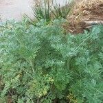 Artemisia absinthium Levél