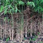 Bambusa tulda Лист