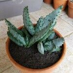 Aloe marlothiiFolla