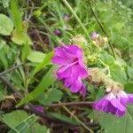 Mirabilis nyctaginea Flower