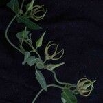 Oxypetalum warmingii Flor