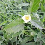 Rhynchosida physocalyx 整株植物