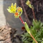 Saxifraga moschata