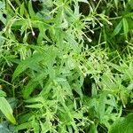 Epilobium coloratum Leaf