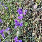 Polygala microphylla Fiore