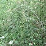 Equisetum telmateiaІнше