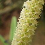 Polystachya polychaete Flower