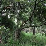 Ziziphus mucronata ശീലം