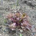 Aquilegia nigricans Blad