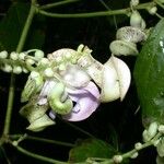 Cochliasanthus caracalla 花