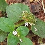 Richardia scabra Habit