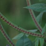 Senna occidentalis Fruit