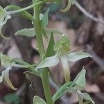 Platanthera chlorantha Flower