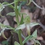 Platanthera chloranthaFiore