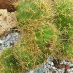 Echinocereus coccineus Yaprak