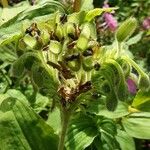 Tinantia erecta Fruit