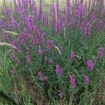 Lythrum salicariaFlower