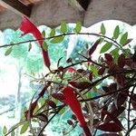 Columnea microphylla Цвят