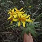 Bidens reptans Φύλλο