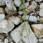 Urospermum picroides Leaf