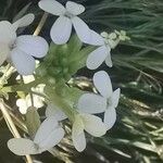 Biscutella auriculata Fleur
