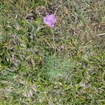 Armeria alpina موطن