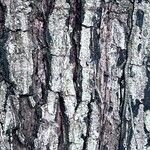 Myroxylon balsamum Bark