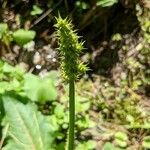 Carex vulpinoidea Blomma