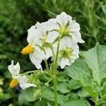 Solanum tuberosumFlower