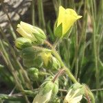 Emmenanthe penduliflora Blüte